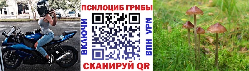купить наркоту  Гремячинск  Псилоцибиновые грибы Psilocybine cubensis 